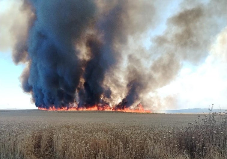 Un incendio arrasa 88 hectáreas de cereal en Tierra de Campos